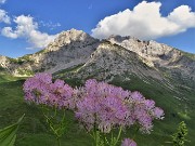 67 Dalla Val Vedra Thalictrum aquilegiifolium (Pigamo colombino) con vista in Arera-Corna Piana